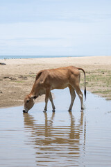 A cow drinks from a river near the beach