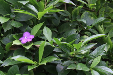 brunfelsia latifolia flower plant on nursery