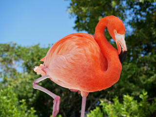 Flamingo on the Aruba beach close up
