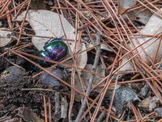 Violet bug