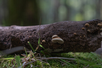 wood mushroom