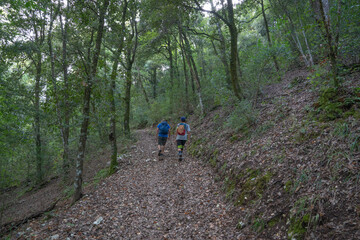 Fototapeta premium Foresta umbra