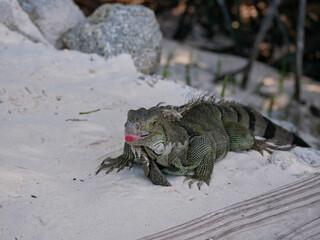 Huge iguana lizard on the beach in Aruba