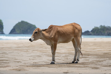 A cow standing near the beach and looking for grass