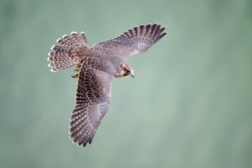 Peregrine falcon (Falco peregrinus)