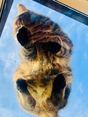 Cat looking through the window with blue sky in background and reflection.