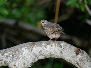 Small cute bird on a tree branch