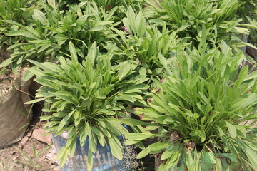 Common sage plant on nursery