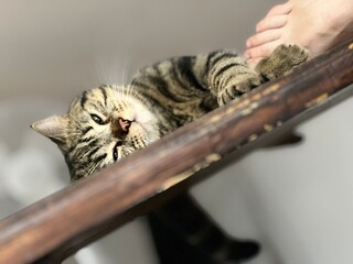 Cute tabby cat sleeping on a wooden table at home.