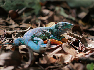 Blue lizard seating on dry leaves close up