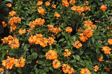 Crossandra infundibuliformis flower plant on farm