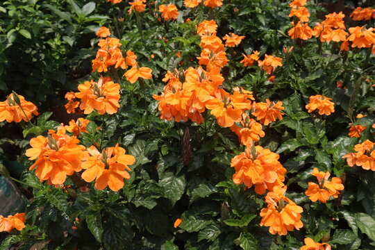 Crossandra infundibuliformis flower plant on farm