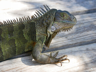 Huge iguana lizard on the beach in Aruba