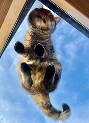 Cat looking through the window with blue sky in background and reflection.
