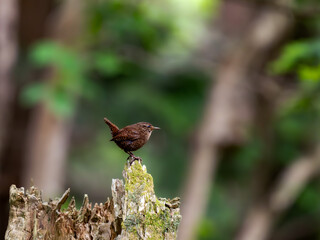森の中の木陰で枯れ木の上で周りを見渡しているミソサザイ