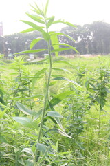 Crotalaria juncea plant on farm
