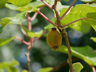 Kiwi fruit growing on a tree