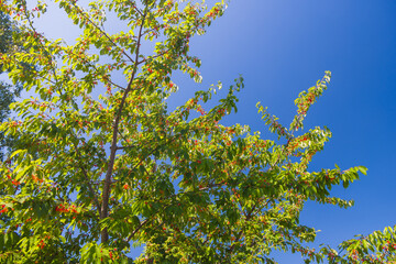 Fototapeta premium Cherry tree with fruits.