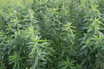 Crotalaria juncea plant on farm