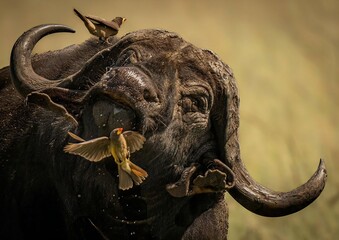 A buffalo proudly holds a bird in its mouth, showcasing a unique moment in nature