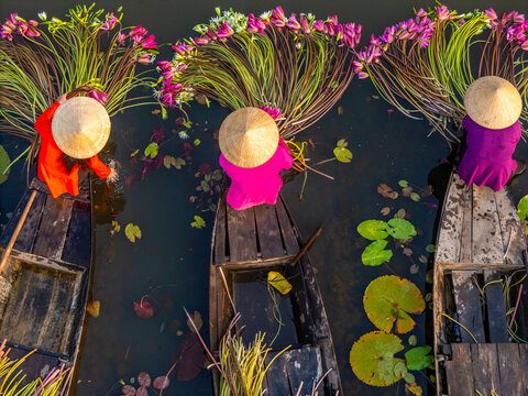 Aerial view of rural women in Moc Hoa district, Long An province, Mekong Delta are harvesting water lilies. Water lily is a traditional dish here