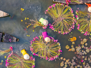Aerial view of rural women in Moc Hoa district, Long An province, Mekong Delta are harvesting water lilies. Water lily is a traditional dish here
