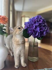Scottish straight kitten and flowers