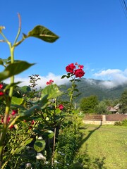 Red flowers in the garden. Carpathian mountains, Ukraine