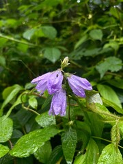 Beautiful violet flowers in the forest