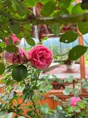 Pink roses in the garden