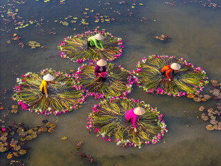 Aerial view of rural women in Moc Hoa district, Long An province, Mekong Delta are harvesting water...