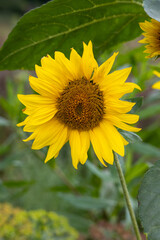 Beautiful yellow sunflowers swaying in wind in Sauerland