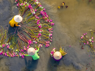 Aerial view of rural women in Moc Hoa district, Long An province, Mekong Delta are harvesting water...