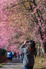 Blur image A young woman traveling and taking pictures of beautiful pink cherry blossom Sakura in...