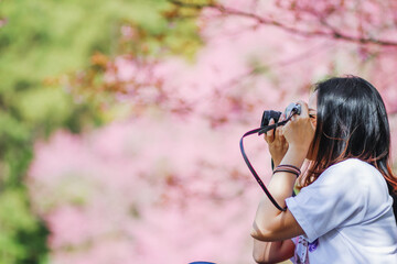 Blur image A young woman traveling and taking pictures of beautiful pink cherry blossom Sakura in winter. A young photographer travels and captures the pink cherry blossom that only blooms once a year