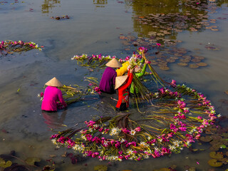 Aerial view of rural women in Moc Hoa district, Long An province, Mekong Delta are harvesting water...