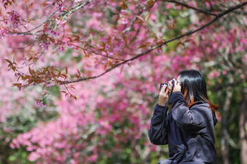 Blur image A young woman traveling and taking pictures of beautiful pink cherry blossom Sakura in winter. A young photographer travels and captures the pink cherry blossom that only blooms once a year