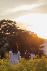 Silhouette and orange lights during Twilight. Young tourists revel in the fragrant yellow chrysanthemum field and admire the beauty of the chrysanthemum with the orange atmosphere during Twilight.