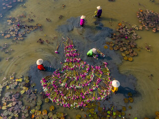 Aerial view of rural women in Moc Hoa district, Long An province, Mekong Delta are harvesting water...