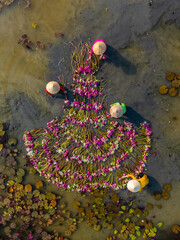 Aerial view of rural women in Moc Hoa district, Long An province, Mekong Delta are harvesting water...
