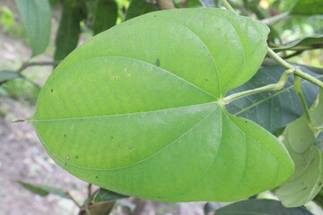 Dioscorea bulbifera plant on farm