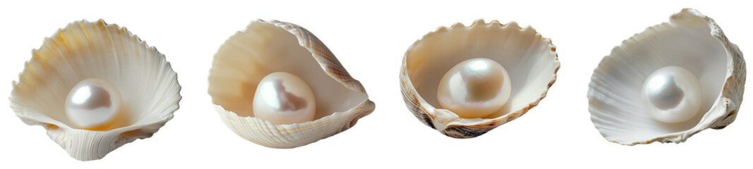 Pearls of the Ocean: Four pristine pearls nestled in their delicate shells, isolated on transparent background, a testament to nature's beauty and elegance. 