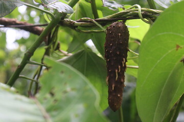 Dioscorea bulbifera plant on farm