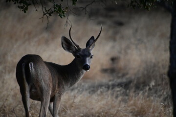 deer in the wild