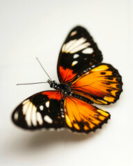 A close up of a butterfly on a white surface