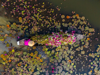 Aerial view of rural women in Moc Hoa district, Long An province, Mekong Delta are harvesting water...