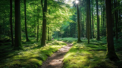 Obraz premium A secluded forest trail in the middle of a dense woodland, dappled sunlight filtering through the trees