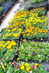 Seedlings of marigolds with outdoor summer flowers for outdoor landscaping and decoration of balconies, facades, cafes are sale in a flower shop
