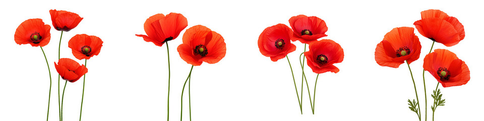 Obraz premium Poppy flowers floral group bold graphic design fiery red isolated on white and transparent background