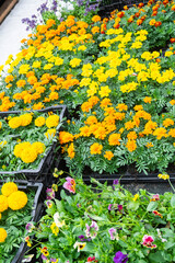 Seedlings of marigolds with outdoor summer flowers for outdoor landscaping and decoration of balconies, facades, cafes are sale in a flower shop